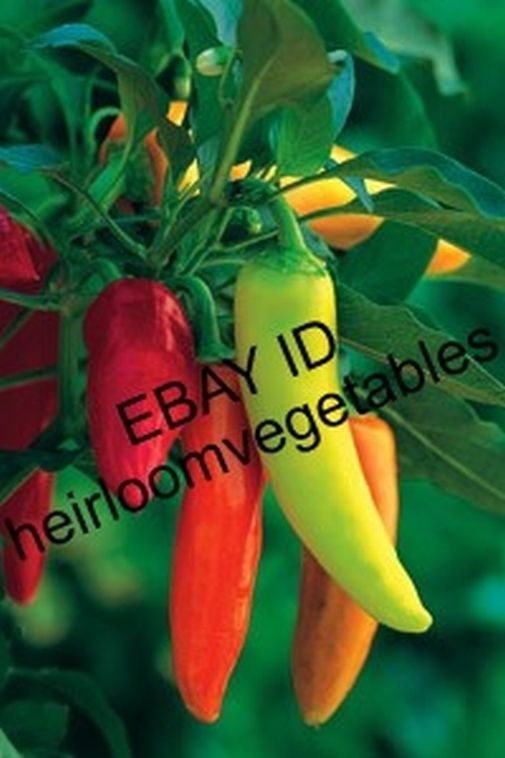 Hungarian Wax Hot Pepper 30 Seeds Heirloom Same Day Shipping