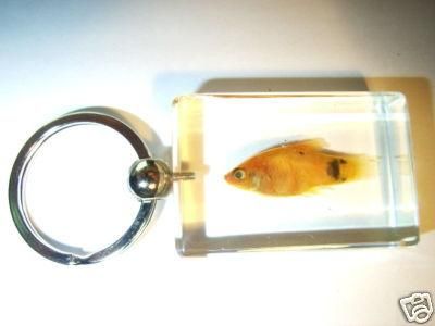Fish Keychain Mickey Mouse platy Fish Clear Lucite