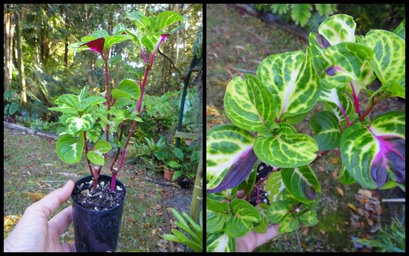 TROPICAL EXOTIC BLOOD LEAF~IRESINE HERBSTII~~INDOOR~~ROCKERY~~BORDER