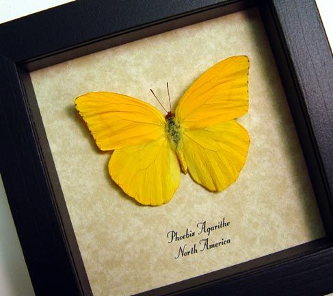 this beautiful north american orange butterfly is commonly known as