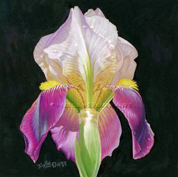 Original Fine Art Painting A Day Iris Flower Still Life Drawing by