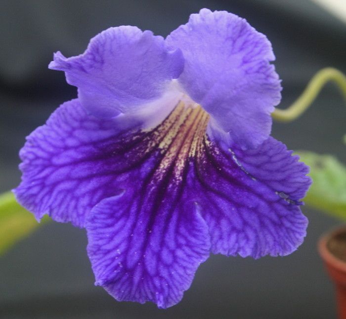 STREPTOCARPUS JAN Polish Variety Mauve with yellow throat   YOUNG