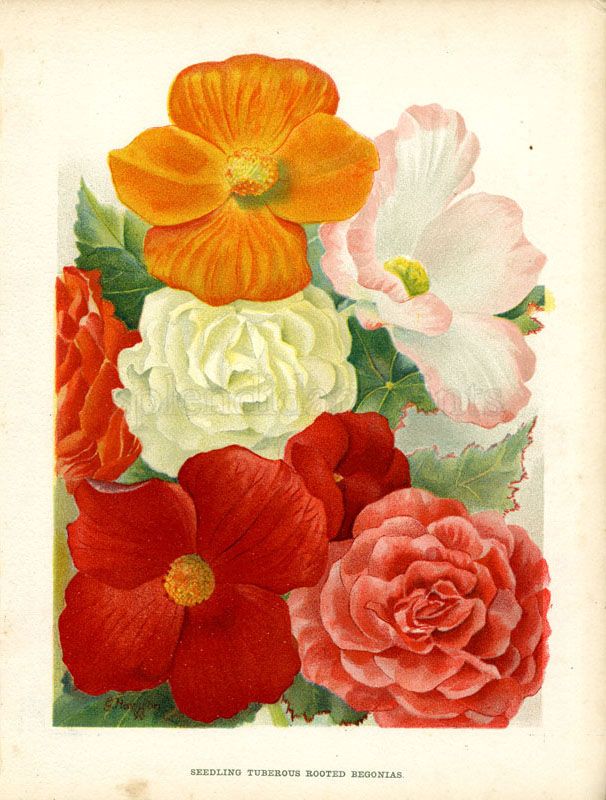 1890 Wright "Flower Grower's Guide" Lithograph Begonias  