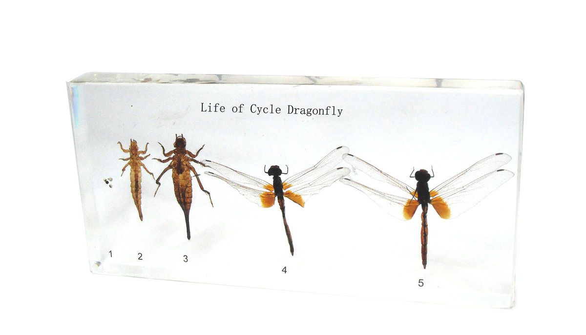 Life Cycle of Dragonfly Scarlet Skimmer Crocothemis Servilia