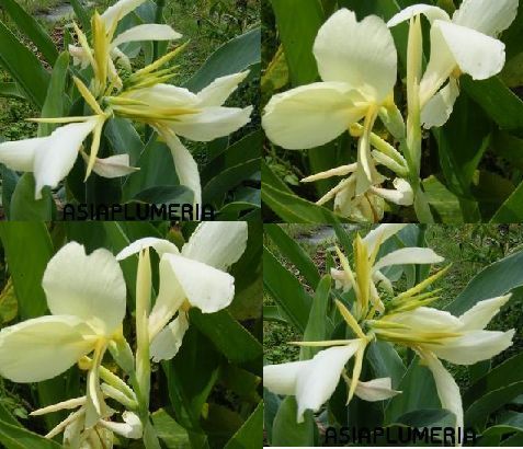 Live Plants Canna Lily White Green Leaf Fresh Viable Free Document