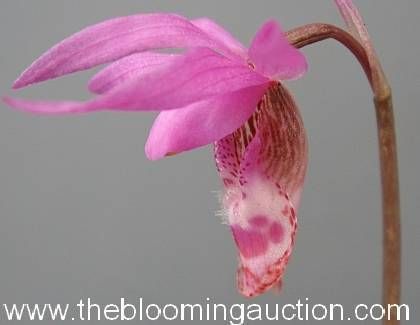 Calypso Bulbosa Lady Fairy Slipper Orchid 1 Bulb