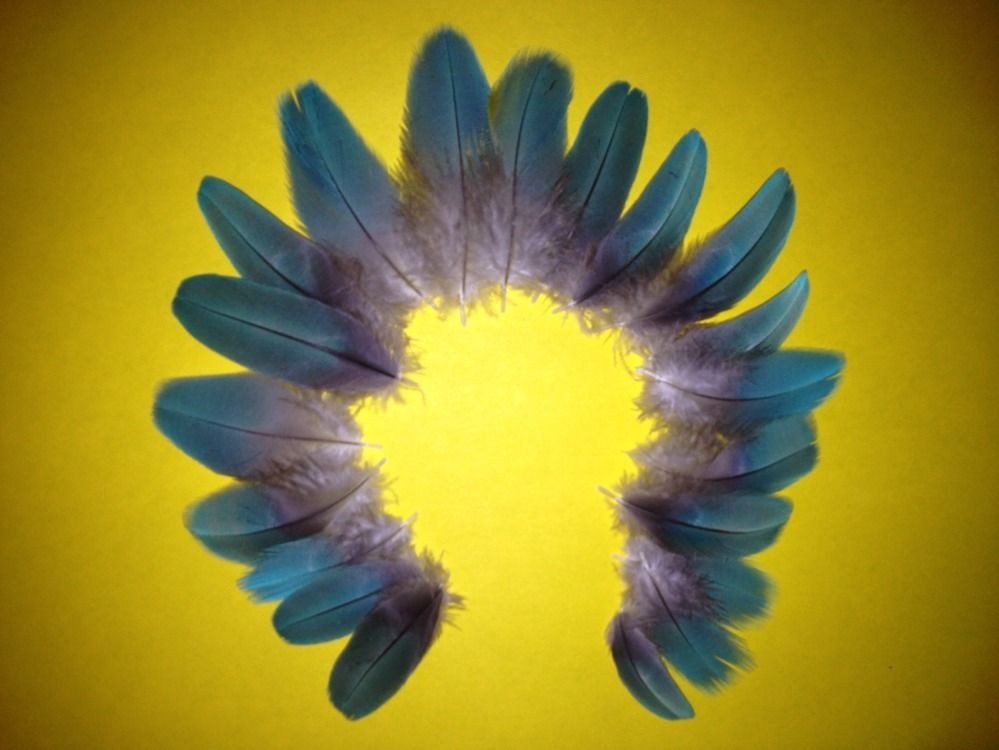 20 Blue MACAW Parrot Feathers NATURAL Color Costume Fly Tying Peyote