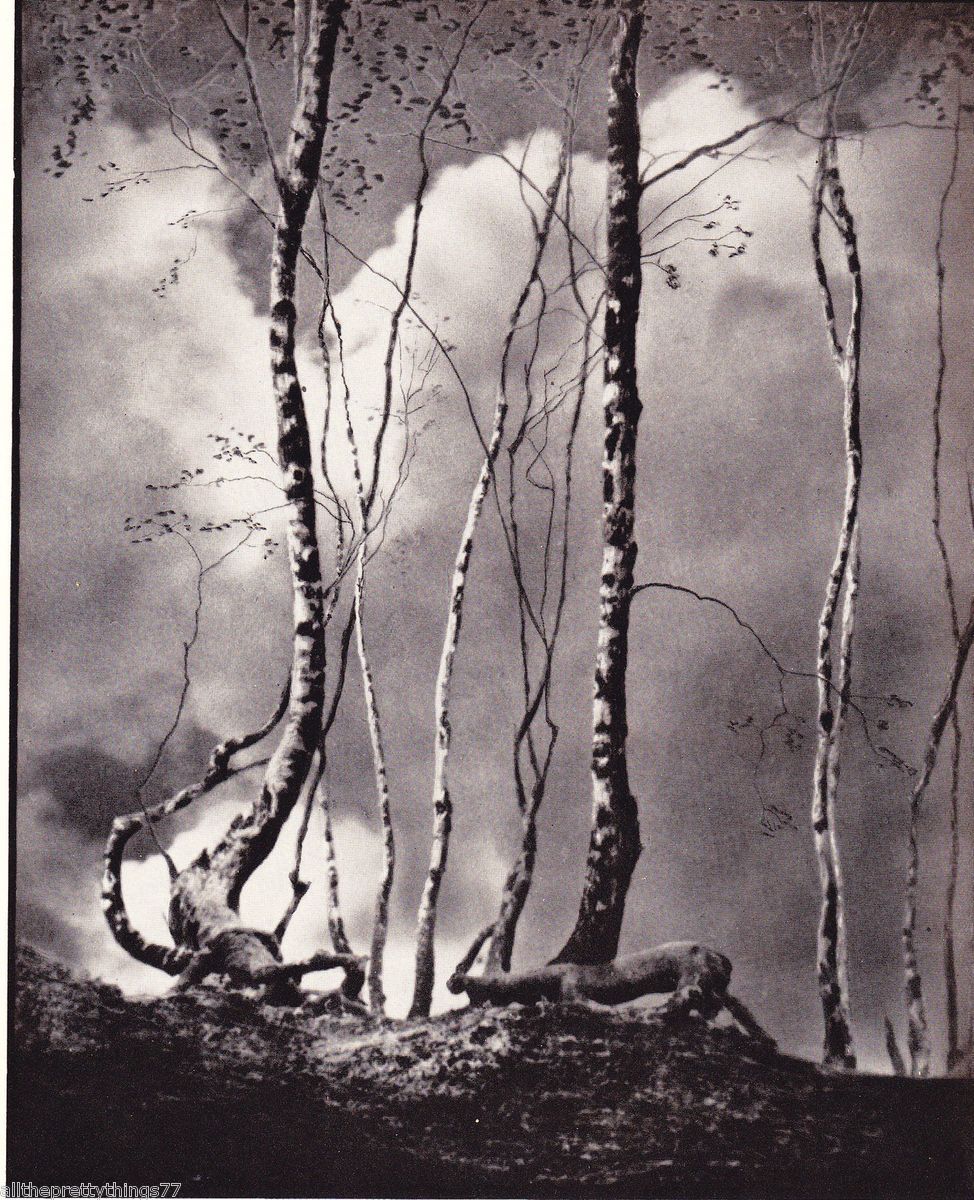 Vintage 1936 Photo Gram Copper Beech Silver Birch Trees Picture