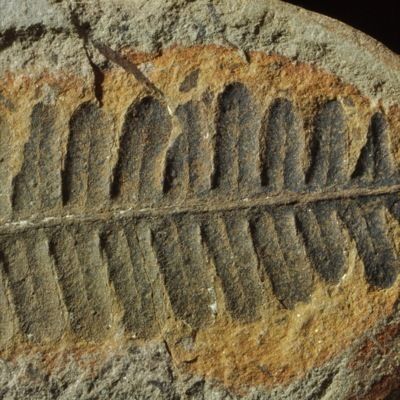 E552 Carboniferous Fossil Fern Pecopteris SP Mazon Creek