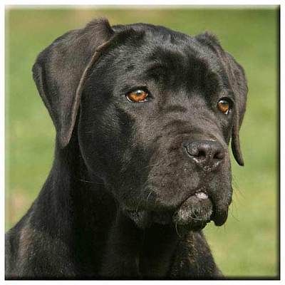 Cane Corso 4 Tile