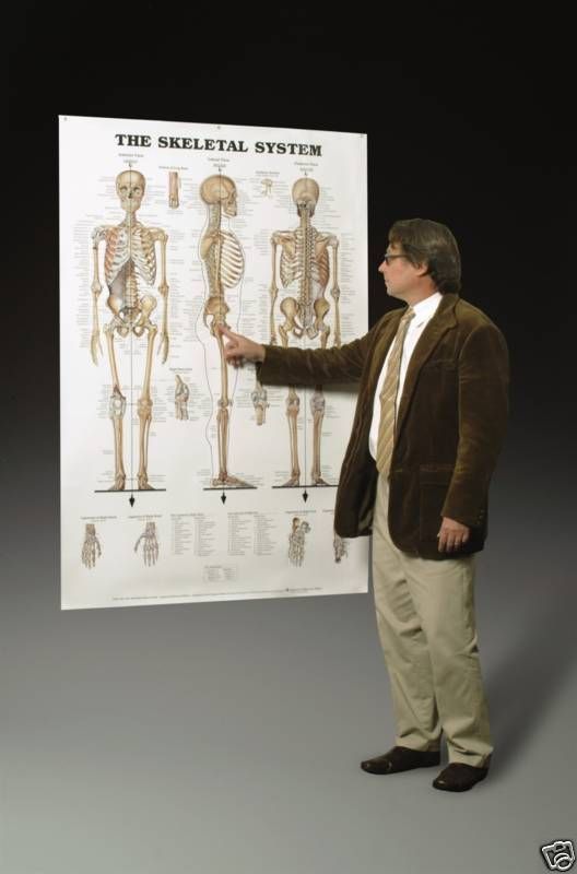 Giant Skeletal Skeleton System Anatomical Chart Poster