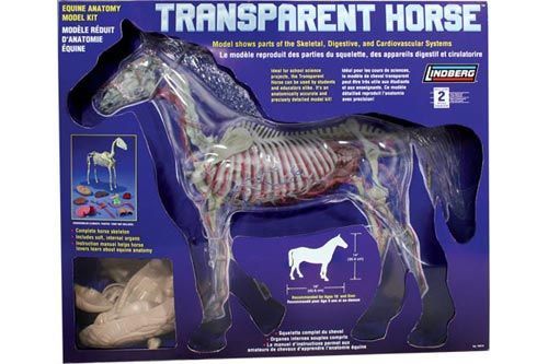 TRANSPARENT HORSE MODEL LINDBERG BODY& BONES SCIENCE