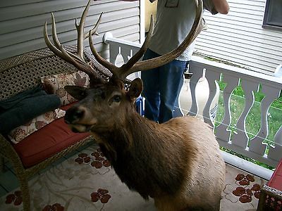 TAXIDERMY SHOULDER MOUNT 7X5 BEAUTIFUL ANTLERS CABIN HOME DECOR DEER