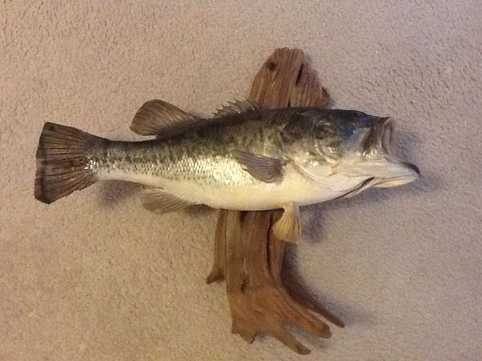 Mounted Large Mouth Bass On Cypress Wood