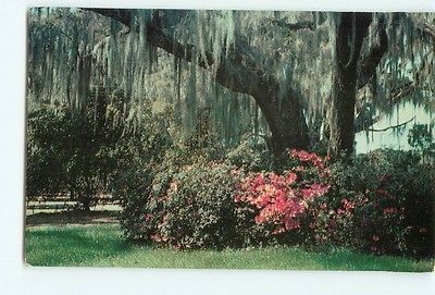 Vintage Postcard Greetings From Down South Azaleas Florida Stamp 1964