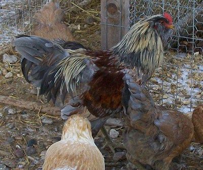 10+ BLUE SPLASH WHEATEN AMERAUCANA HATCHING EGGS CHICKEN HEN SAVER