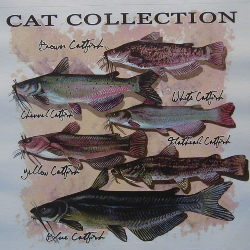 CATFISH COLLECTION WHITE,FLATHEAD ,YELLOW FISH SHIRT