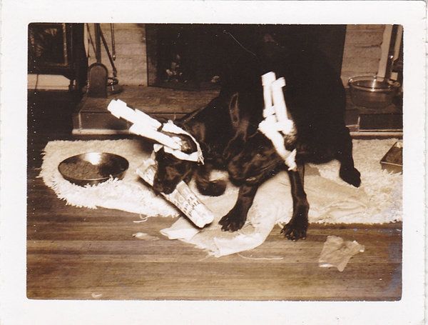 VINTAGE POLROID PHOTO GREAT DANE PUPPIES IN EAR SPLINTS 1950s 60s