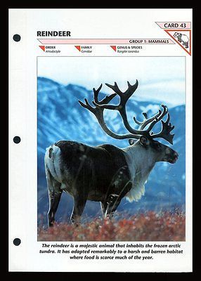 REINDEER WILDLIFE FACT FILE CARD #43 FOLD OUT INFO SHEET