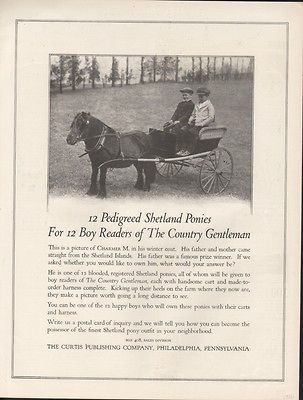 1916 CURTIS PUBLISHING CHARMER M SHETLAND PONY HORSE CART PULL DRIVE